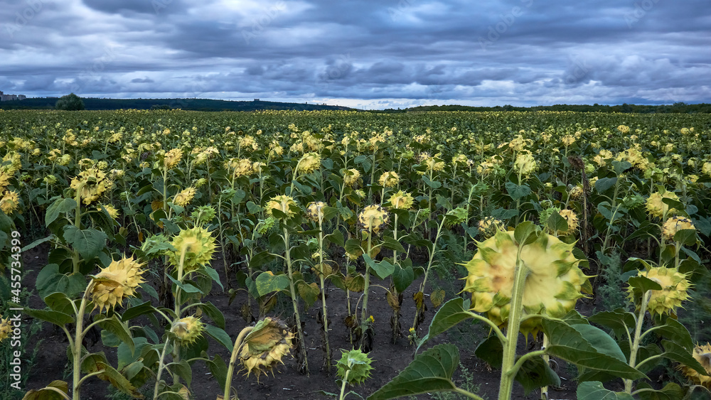 Dramatic sky over fields of sunflowers