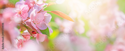 Spring background - pink flowers of apple tree on the background of a blooming garden. Horizontal blurred banner with space for text