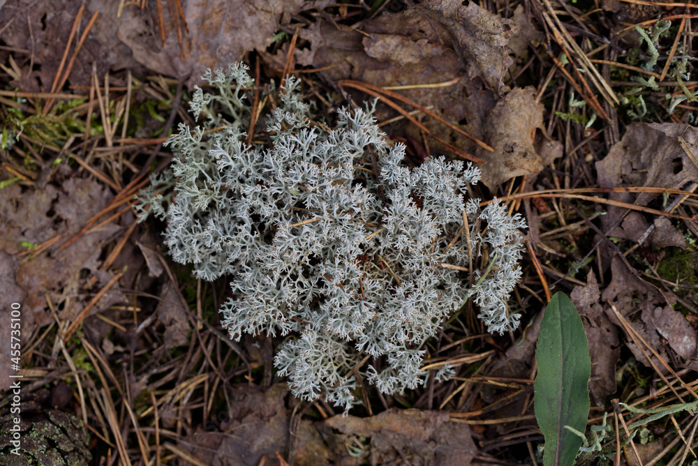 Deer (Cladonia rangiferina) is a species of lichen in the family. Grows in tundra, pine forests, highlands.