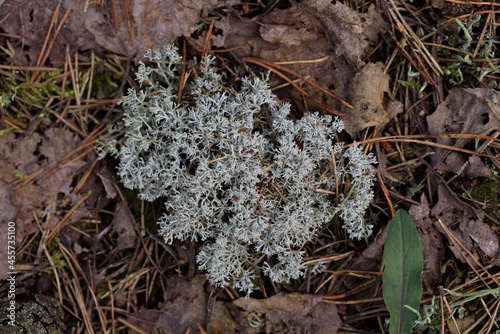 Obraz na płótnie Deer (Cladonia rangiferina) is a species of lichen in the family. Grows in tundra, pine forests, highlands. w salonie