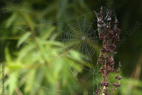 Autumn spider dream trap. © Renatas