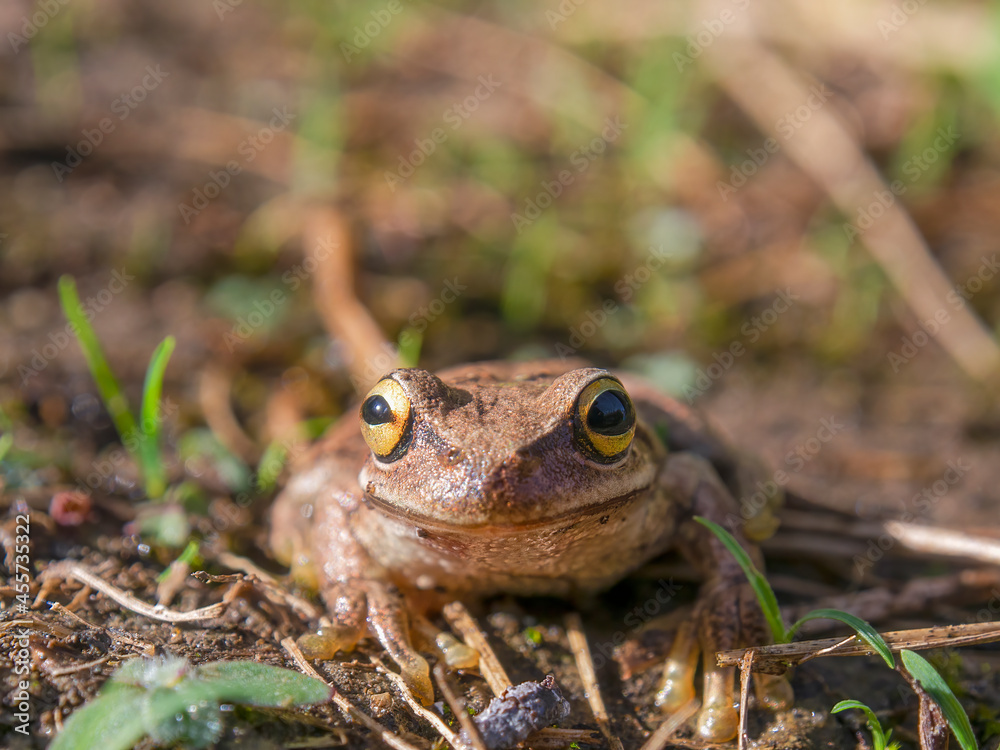 Fototapeta premium Macro photography of a brown tree frog standing on the ground early in the morning. Captured in a garden near the town of Arcabuco, in central Colombia.