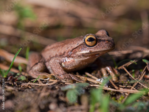Macro photography of a brown tree frog standing on the ground early in the morning. Captured in a garden near the town of Arcabuco, in central Colombia.