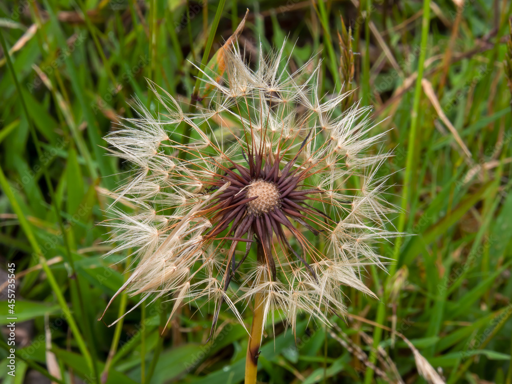 Macro photography of a dandelion seed head, captured in a field near the town of Arcabuco, in central Colombia. Macro photography of a dandelion seed head, captured in a field near the town of Arcabuco, in central Colombia.