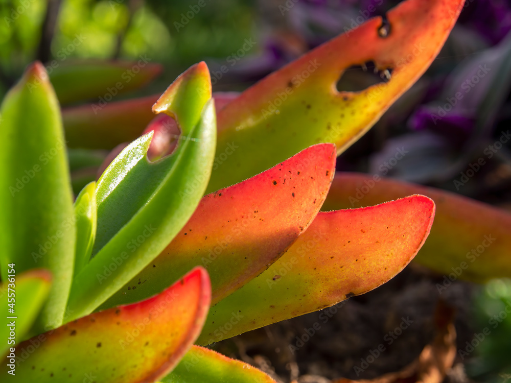 Macro photography of succulent plant leaves, captured in a garden near the town of Arcabuco, in central Colombia. Macro photography of succulent plant leaves, captured in a garden near the town of Arcabuco, in central Colombia.