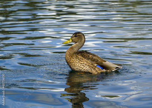 Wild female mallard duck © m_a