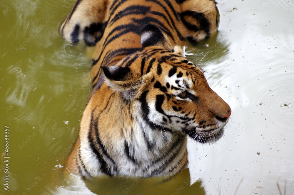 tigre dans l'eau