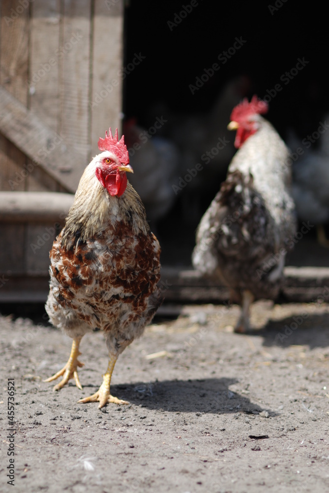 Fototapeta premium Roosters next to hen-coop