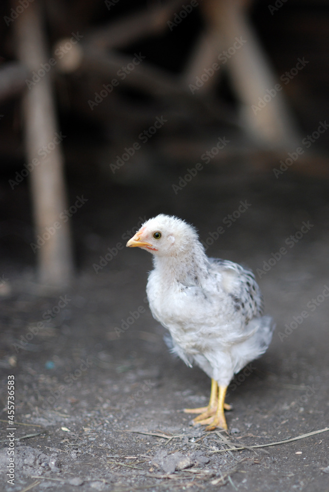 Obraz premium Young chicken on farmyard