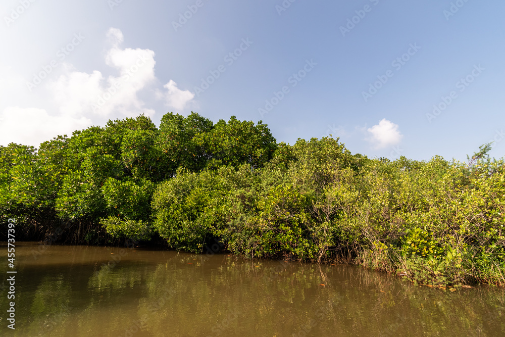 Φωτογραφία The green mangrove forests in the Cauvery delta off the village of Pichavaram near the town of Chidambaram in Tamil Nadu