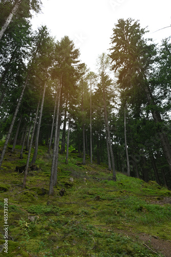 bosco foresta solo alberi 