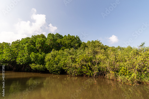 The green mangrove forests in the Cauvery delta off the village of Pichavaram near the town of Chidambaram in Tamil Nadu.