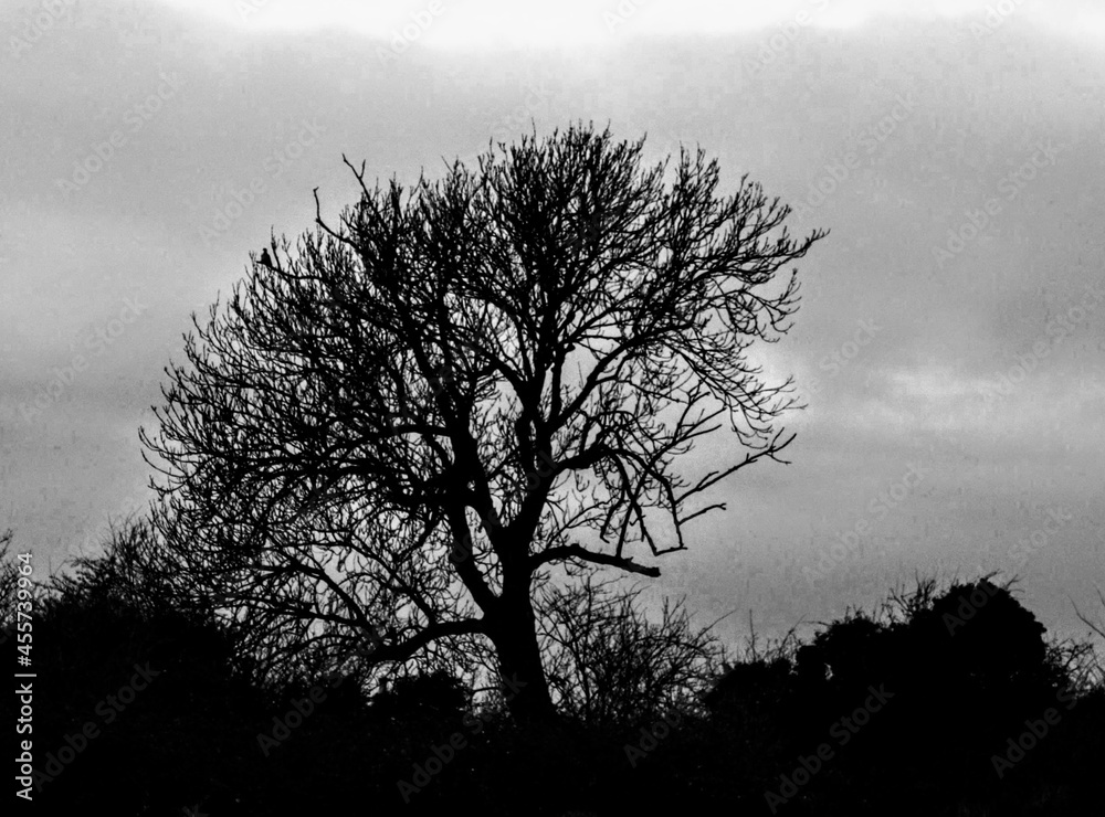 Obraz premium Lone Winter Tree