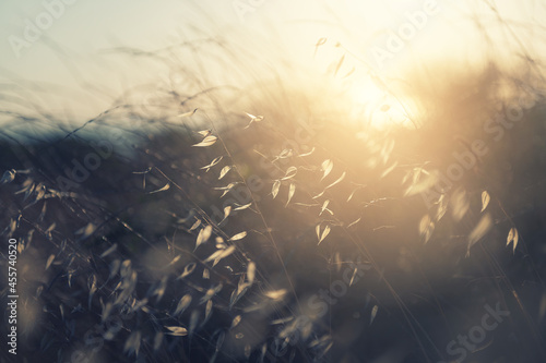 Dry autumn grasses in a forest at sunset. Macro image, shallow depth of field. Beautiful autumn nature background #455740520