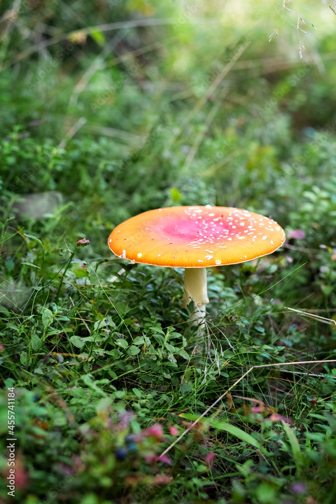 Amanita in the forest. Poisonous mushrooms. Finnish nature. Concept. Photo Amanita in the forest. Poisonous mushrooms. Finnish nature. Concept. Photo