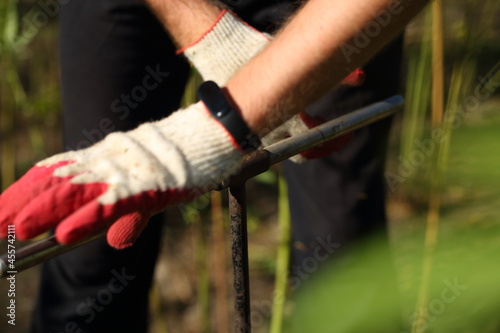 A scientist examines the soil in a field with hemp using a drill.