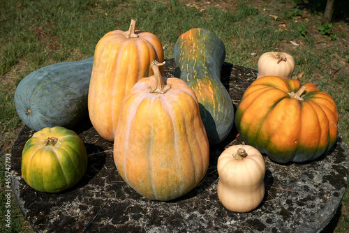 pumpkins on a farm