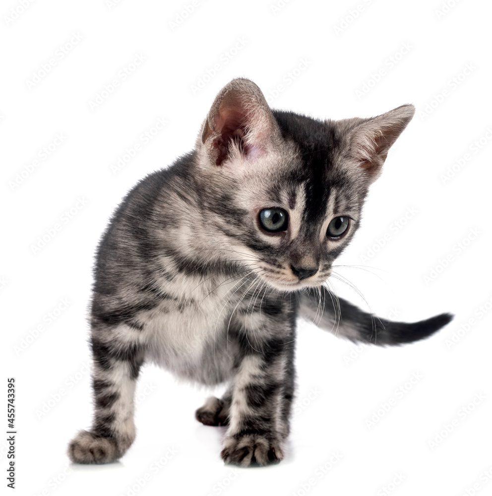 Fototapeta premium bengal kitten in studio