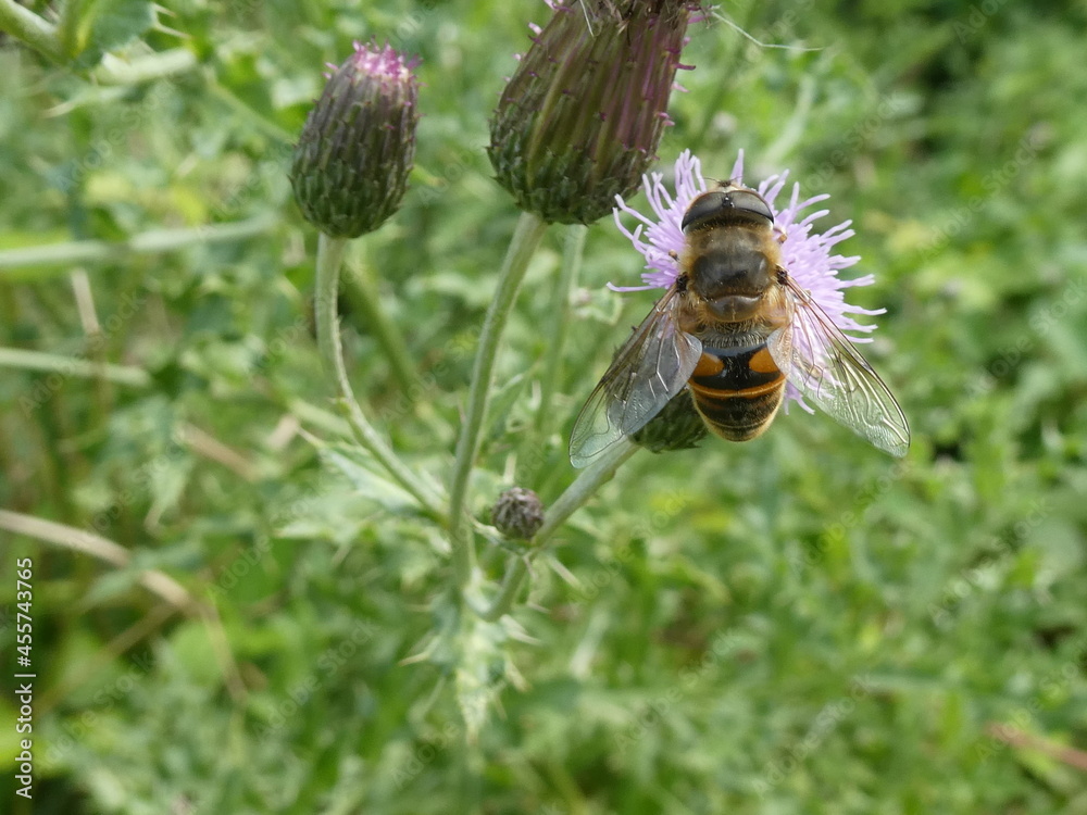 mouche volucelle