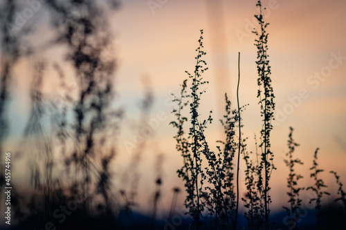 grass against a sunset sky with a selective focus on small flowers in the shade. Natural plant background in the environment.