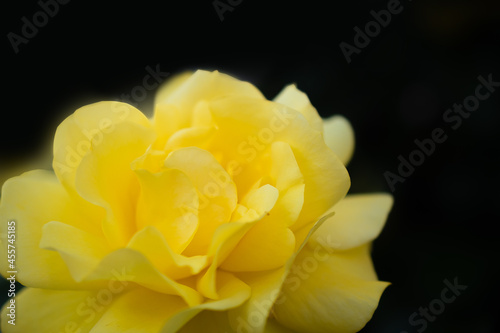 macro photography of a yellow rose flower