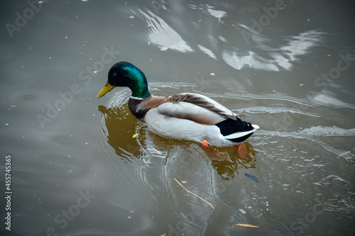 Duck on water. Duck portrait in water