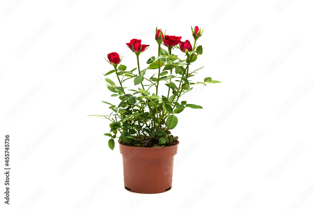 Red roses in a pot isolated on white background.