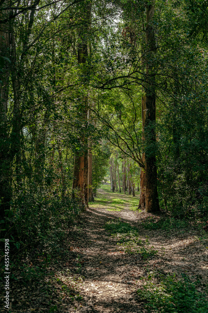 Fototapeta premium Trail in the forest. Reflection path with trees portal.