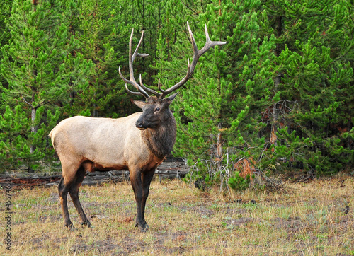 Elk in Yellowstone national park, in front of some trees. © ManuelEddy