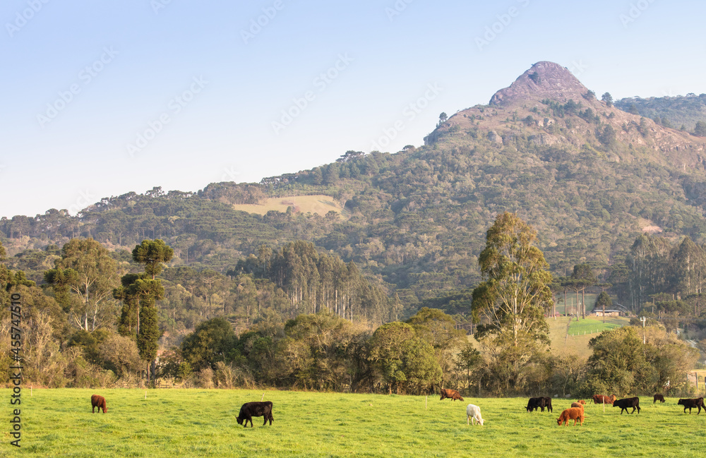 Rural landscape with mountain and cattle herd.