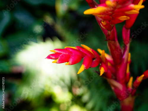 Lobster Claw Heliconia Blossom with green leafy background