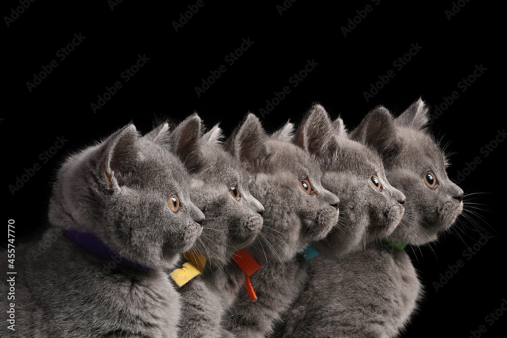 Obraz premium Beautiful british shorthair cats in front of a black background