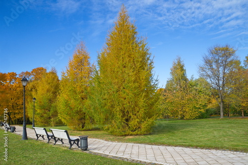 Yellowed larch trees in the autumn park