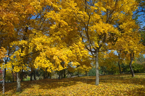 Autumn landscape with yellowed maples and fallen leaves in the park