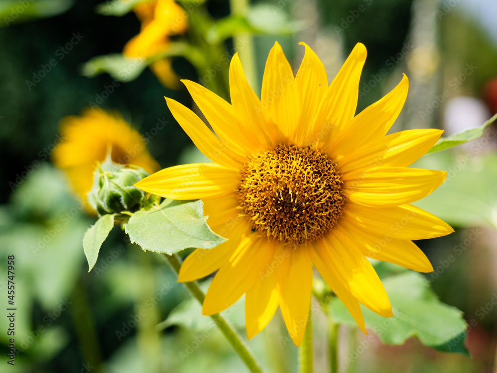 Sunflower in full bloom. Close up view Sunflower in full bloom. Close up view