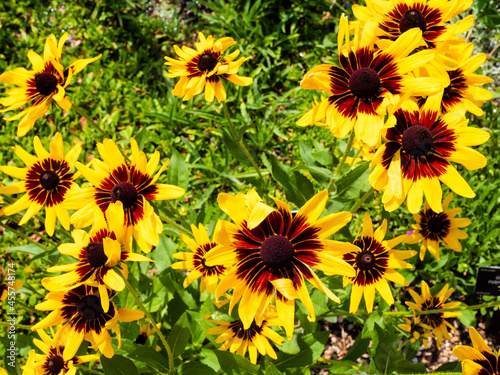 Sunflower with a deep red center and green leaf background.