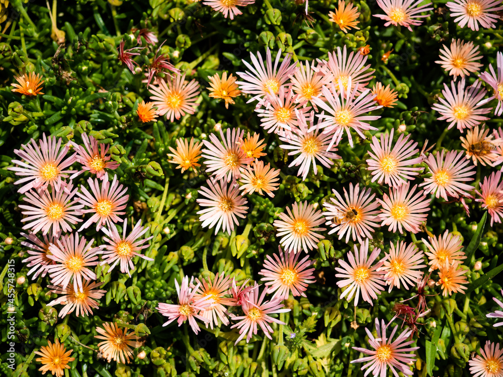 Magnificent pink asters in bloom with green leafy background.