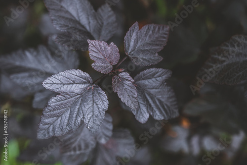 Beautiful nature background. Close-up of leaves of bush ninebark. Physocarpus.