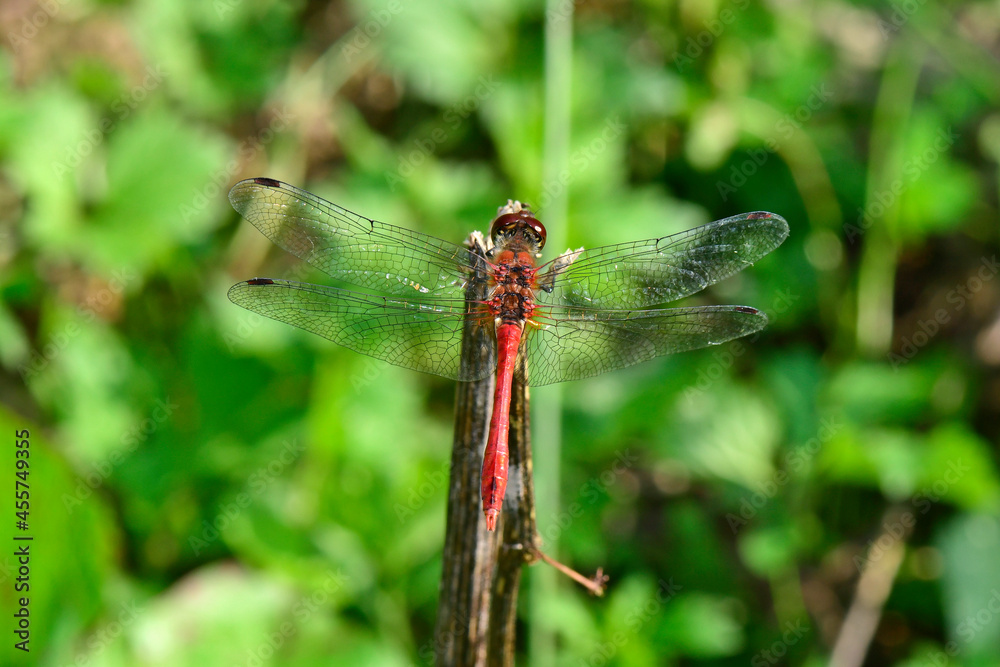 Blutrote Heidelibelle // Ruddy darter (Sympetrum sanguineum) Blutrote Heidelibelle // Ruddy darter (Sympetrum sanguineum)