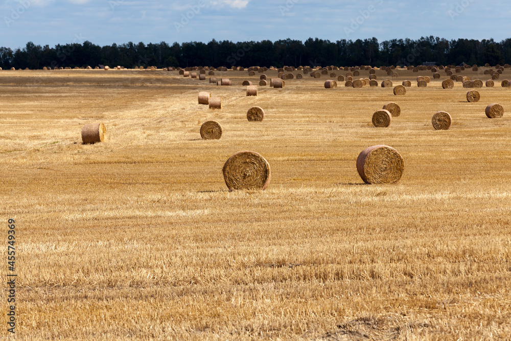 stacks of wheat straw were left after the wheat harvest