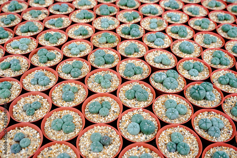 Top view Background and pattern of desert tree cactus and succulent plants in pots. Close up Beautiful Cactus green spike and flower, The Cactus was planted in pot with soil and sand Top view Background and pattern of desert tree cactus and succulent plants in pots. Close up Beautiful Cactus green spike and flower, The Cactus was planted in pot with soil and sand