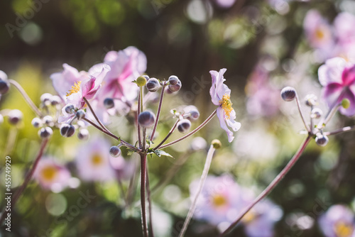 Herbst-Anemone / Blume © Petra Fischer