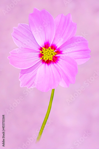 pink cosmos flower on pink background