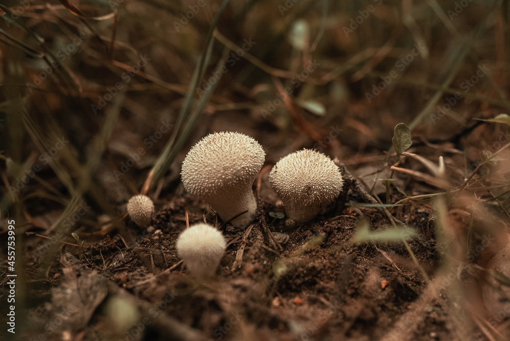 Closeup on forest mushrooms family. Small mushrooms in natural low light environment in dense forest Closeup on forest mushrooms family. Small mushrooms in natural low light environment in dense forest