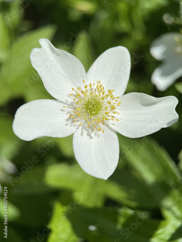 white flower with leaves anemone nemorosa