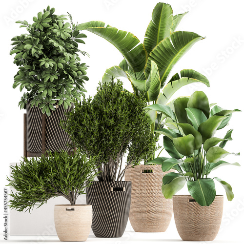 exotic plants in a in rattan baskets on white background
