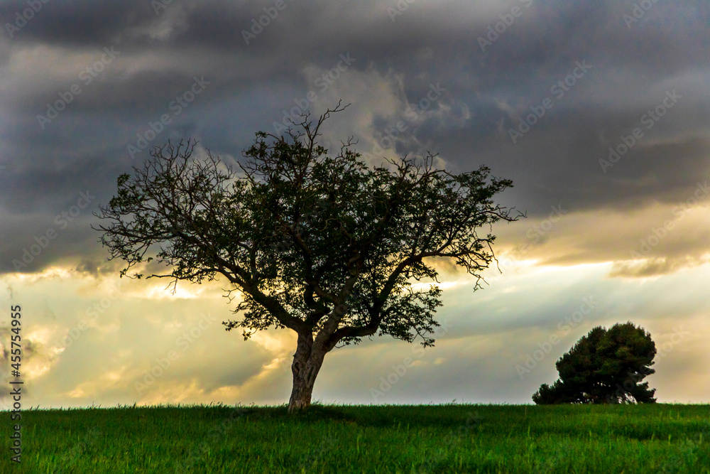 Walnut tree in the middle of the green meadow at sunset. Walnut tree in the middle of the green meadow at sunset.
