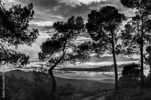 Sunset on a day with clouds and rays of sun among pine trees in black and white.