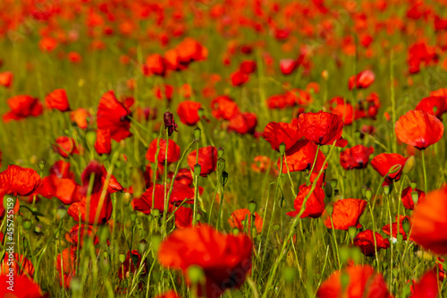 Poppy field with pine forest in the background. © Pablo Eskuder