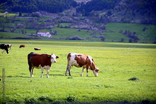 Close-up of two cows grazing in the green countryside, Pescocostanzo, Abruzzo, Italy